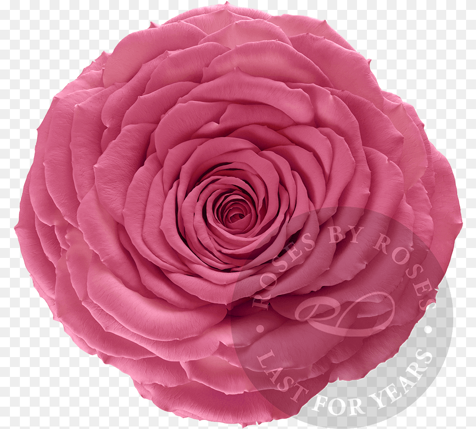 Preserved Pink Rose Premium Long Lasting Xl Pink Roses Rose, Flower, Plant, Petal Free Png Download