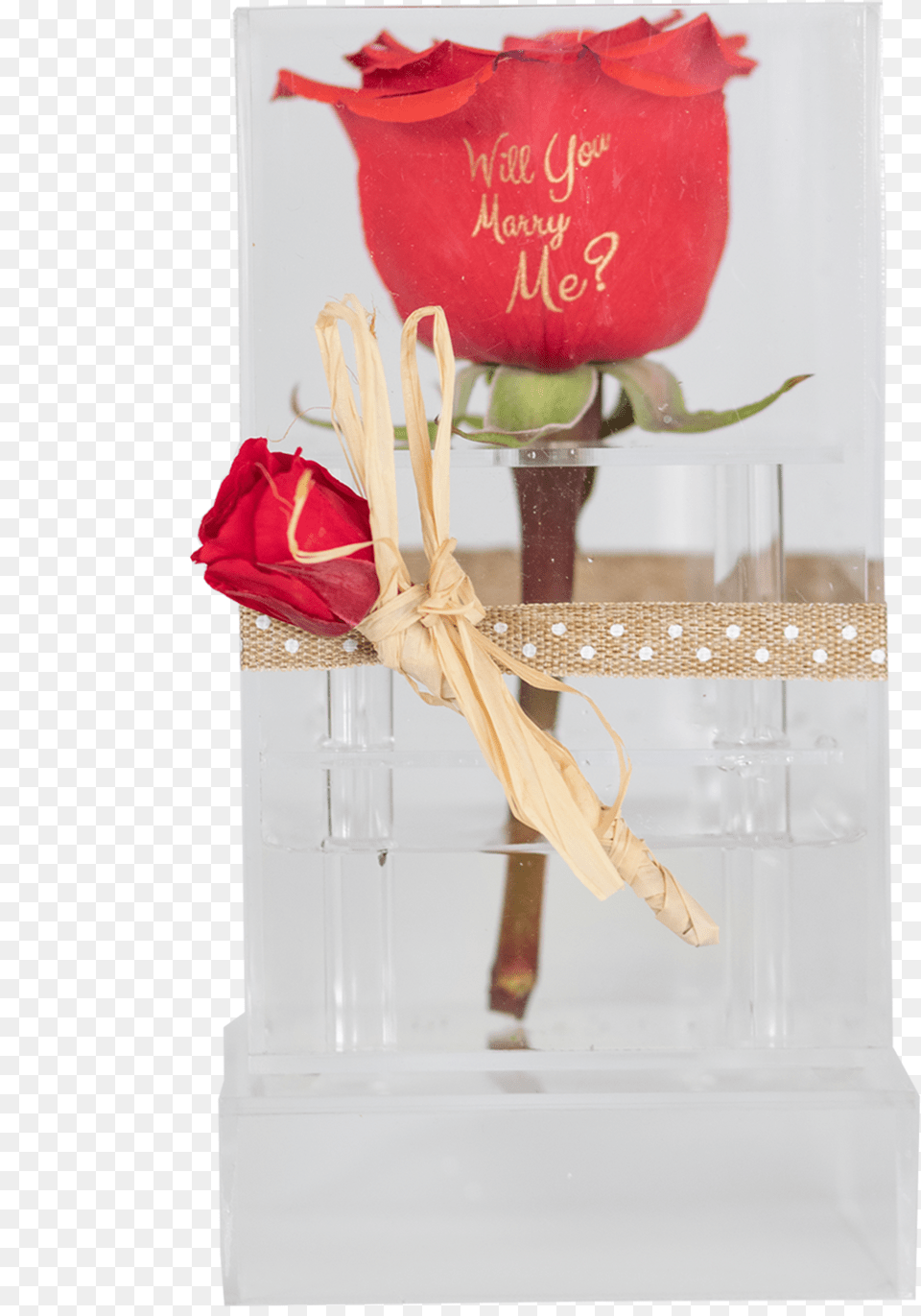 Preserved Rose In A Clear Acrylic Box, Flower, Flower Arrangement, Plant, Flower Bouquet Free Png