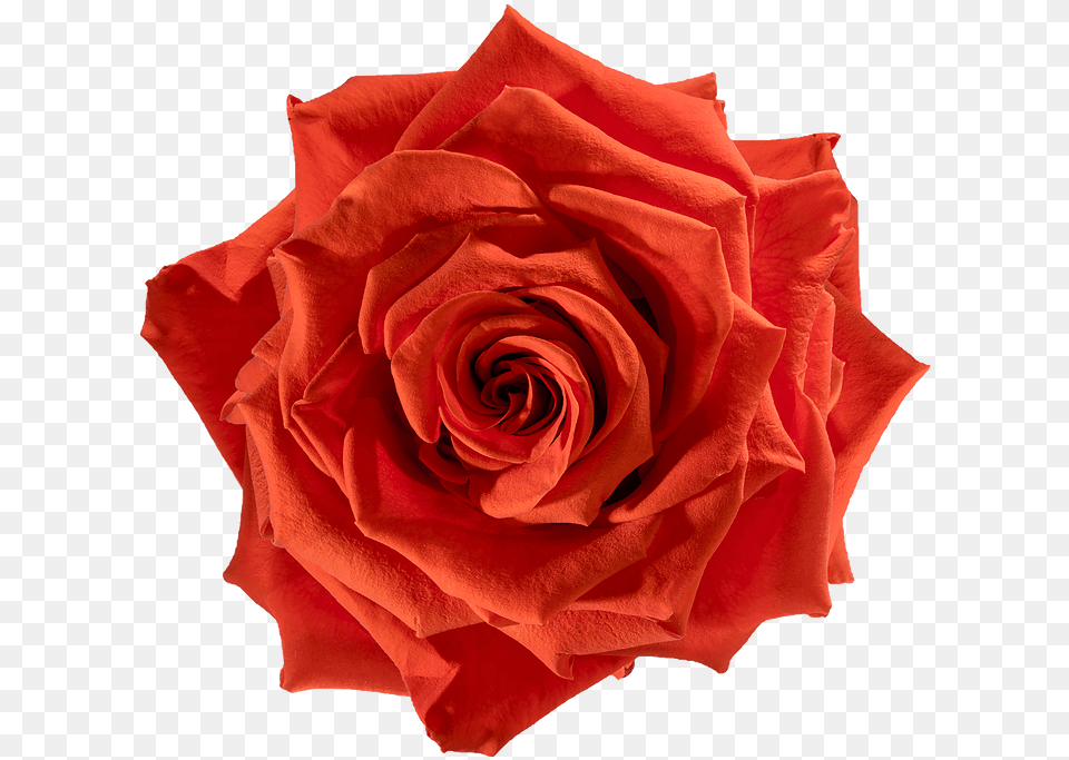 Preserved Rose Orange Fire Rose, Flower, Plant Free Transparent Png