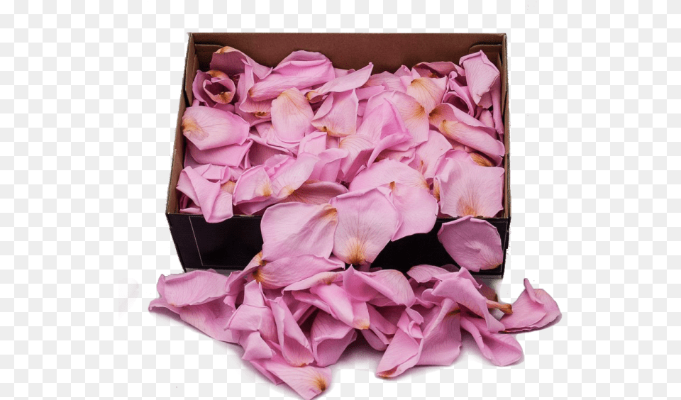 Preserved Rose Petals Hot Pink Artificial Flower Full Party Supply, Petal, Plant, Flower Arrangement, Flower Bouquet Png