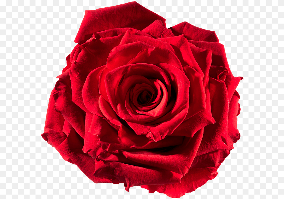Preserved Rose Red Passion Floribunda, Flower, Plant Png Image