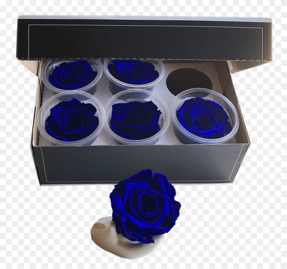 Preserved Roses Head Pack Medium Blue Rose, Drawer, Flower, Furniture, Plant Free Png Download