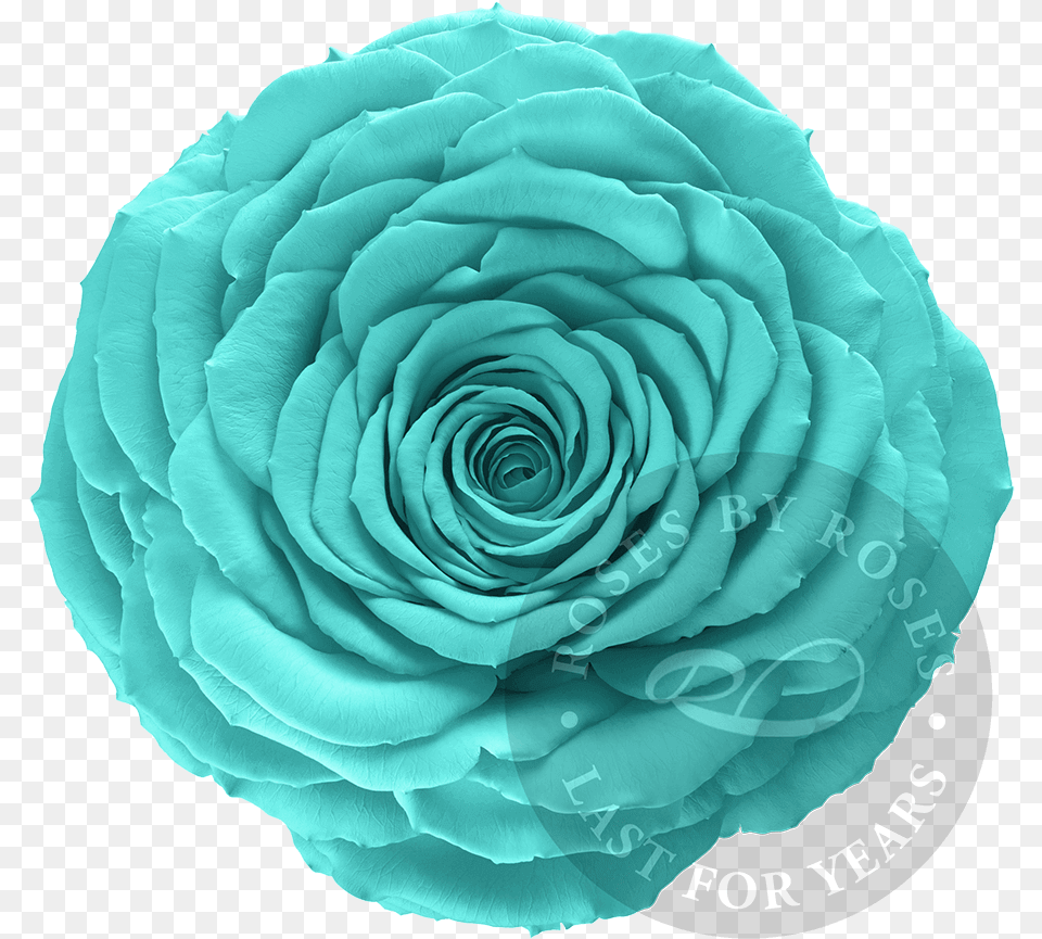 Preserved Turquoise Rose Premium Long Lasting Xl Turquoise Rose, Flower, Plant Png Image