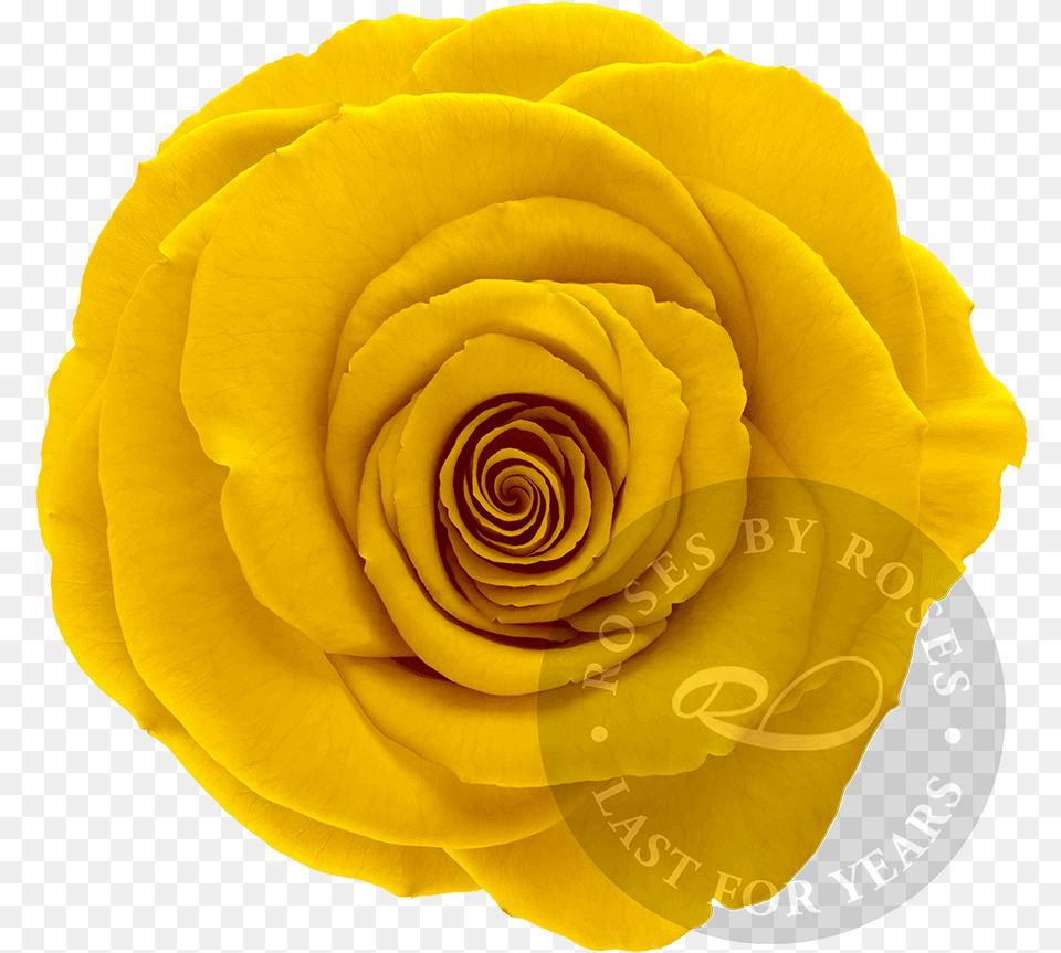 Presidential Garden Roses, Flower, Petal, Plant, Rose Png Image