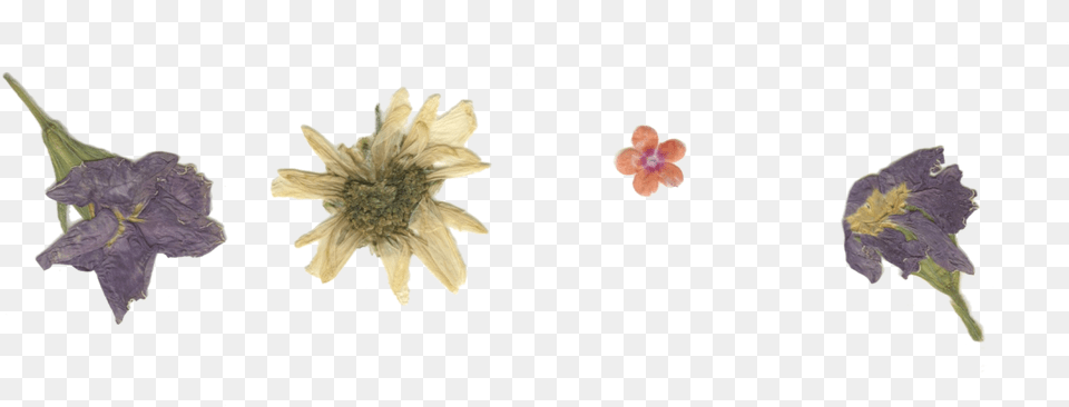 Pressed Dried Flowers Transparent, Plant, Anemone, Petal, Leaf Png Image