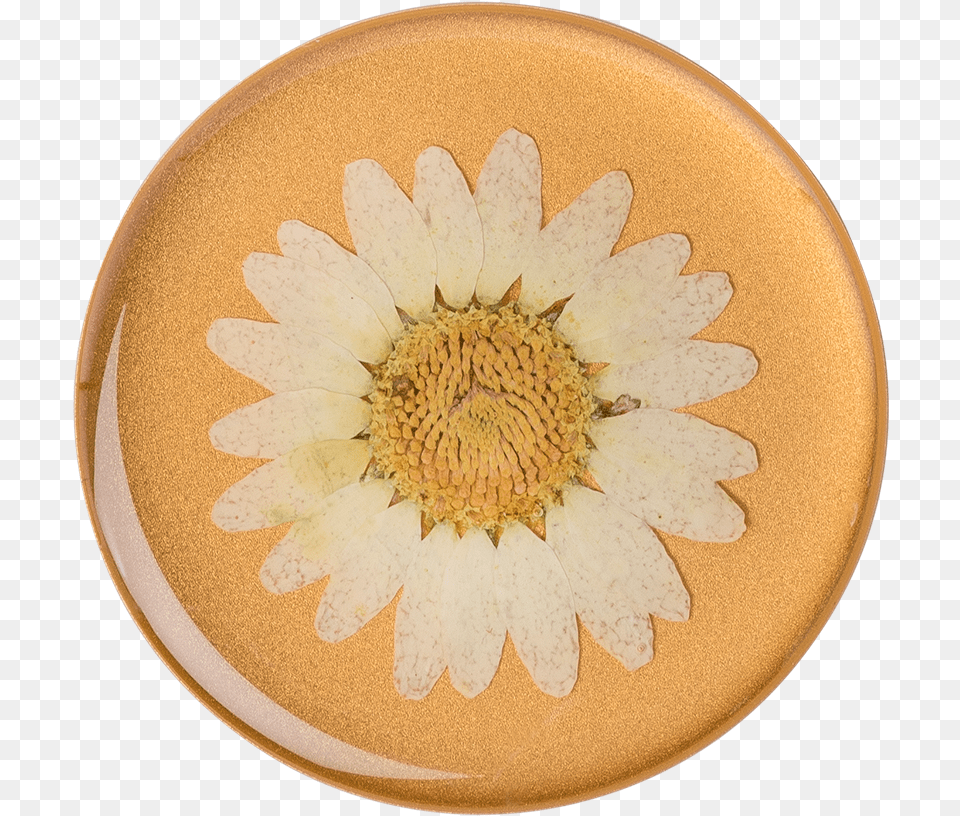 Pressed Flower White Daisy Pressed Flower Popsocket, Pottery, Plant, Meal, Food Free Png