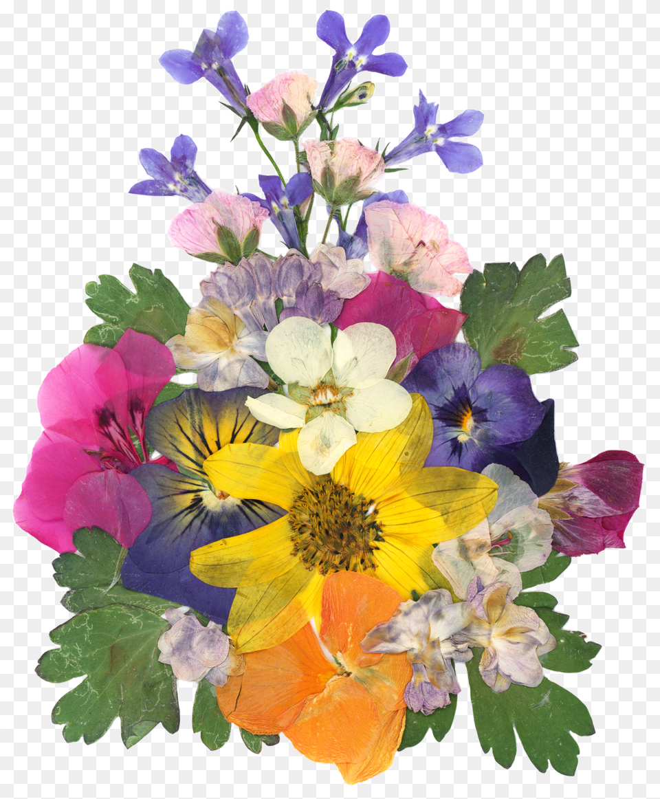 Pressed Flowers, Food, Fruit, Plant, Produce Free Png