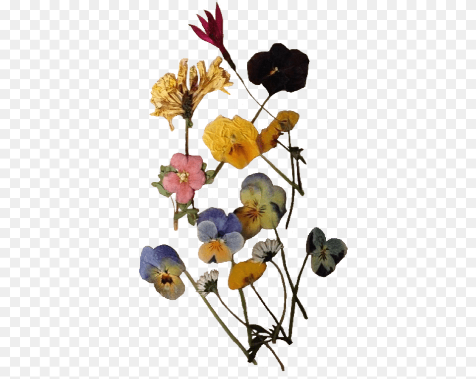 Pressedflowers Flowers Vintage Niche Nichememe Pressed Flowers, Flower, Petal, Plant, Geranium Free Transparent Png