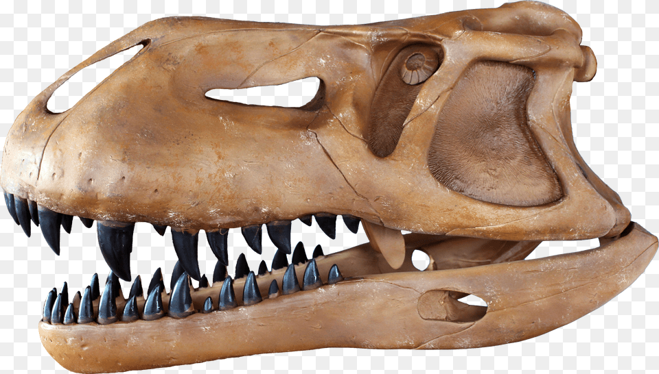 Prestosuchus Chiniquensis Skull, Animal, Dinosaur, Reptile, Elephant Free Png Download