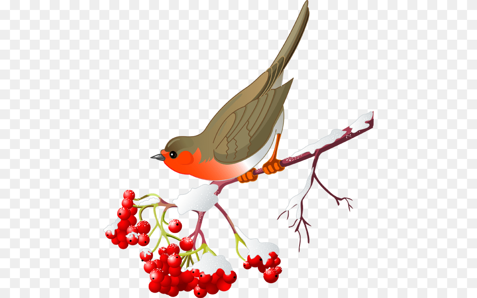 Pretty Bird And Winter Berries Winter Clip Art Birds Pretty, Animal, Finch, Graphics, Robin Free Png