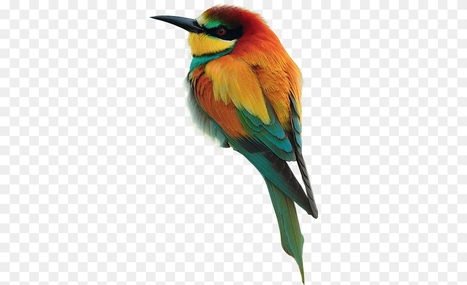 Pretty Bird Official Psds Beautiful Images Of Different Birds, Animal, Beak, Bee Eater Free Png