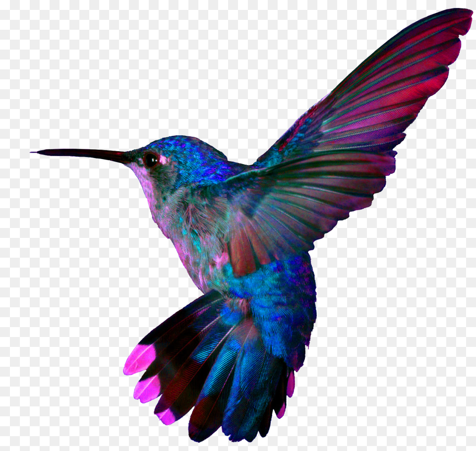 Pretty Birds Hummingbird, Animal, Bird Free Png Download