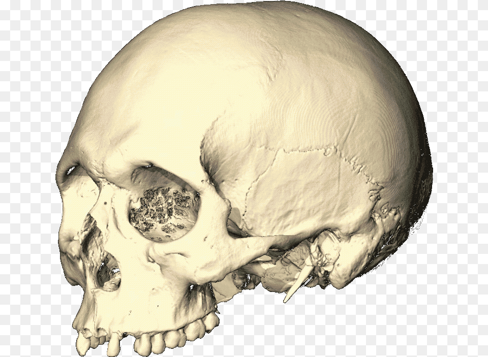 Pretty Brain Human, Head, Person, Baby, Ct Scan Free Png