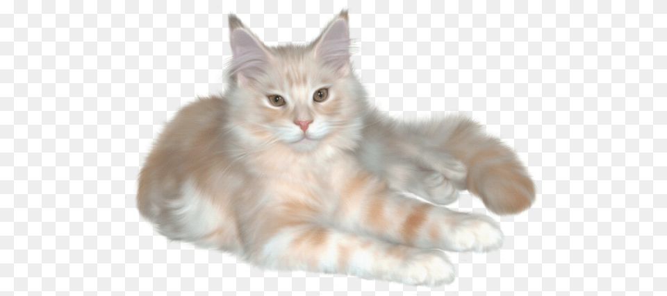 Pretty Cat Clipart Real Cats Clip Art, Angora, Animal, Mammal, Pet Free Transparent Png