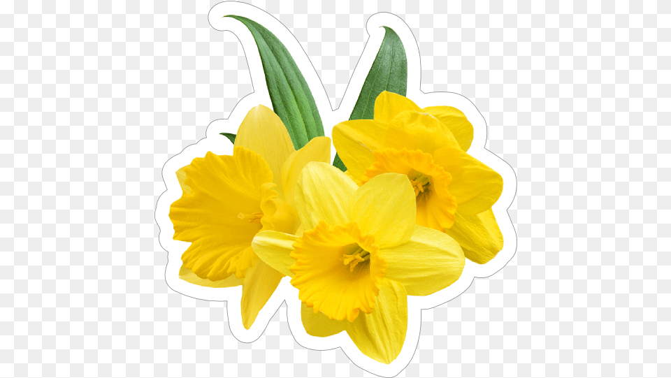 Pretty Daffodil Flower Sticker Daffodil Stickers, Plant Free Transparent Png