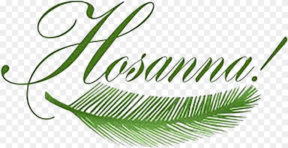 Pretty Design Clipart Palm Sunday By Sister Rose Ann Dimanche Des Rameaux 2019, Plant, Text, Tree, Handwriting Png
