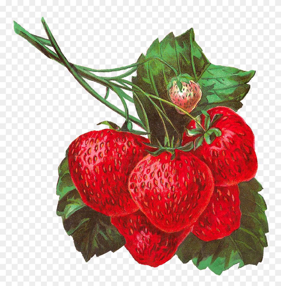 Pretty Digital Strawberry Clip Art In Gorgeous Detail And Color, Berry, Food, Fruit, Plant Free Png