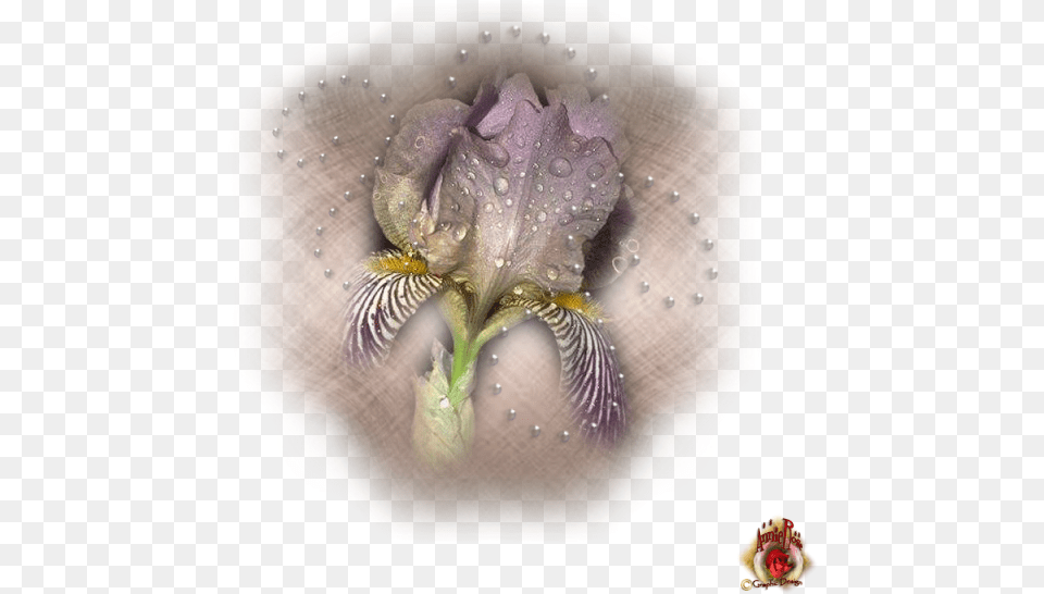 Pretty Floral Large Graphic Design In Format By Annie Iris, Flower, Petal, Plant, Anther Free Png Download