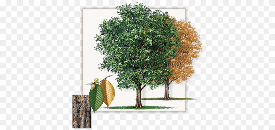 Pretty Pictures Of Cedar Trees Lace Bark Elm Tree Lacey Elm, Plant, Vegetation, Tree Trunk, Leaf Free Png