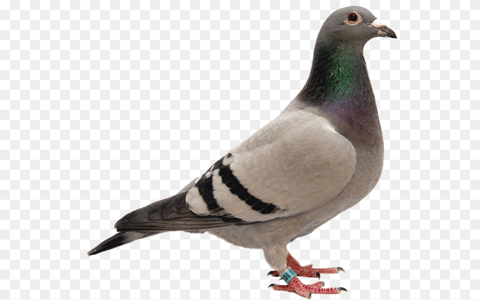 Pretty Pigeon Pigeon, Animal, Bird, Dove Png Image