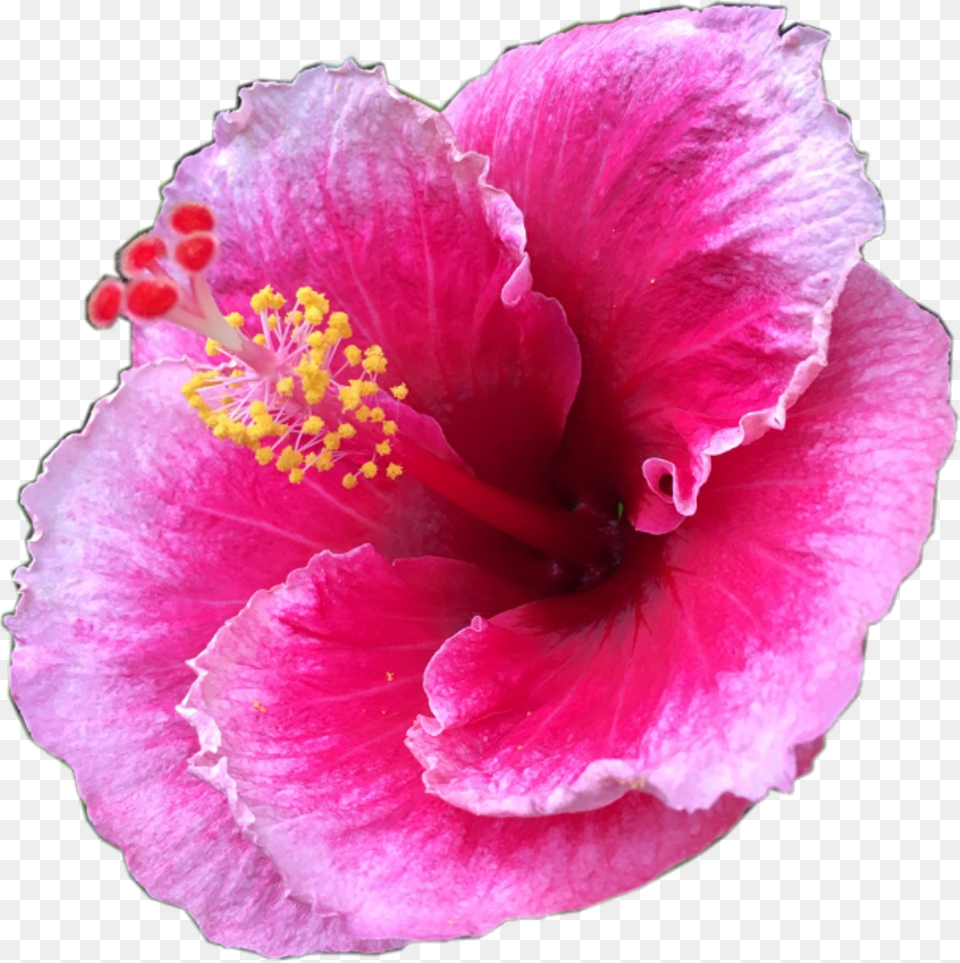 Pretty Pink Tropical Flower Tropicalflower Summer, Plant, Pollen, Rose, Petal Png Image