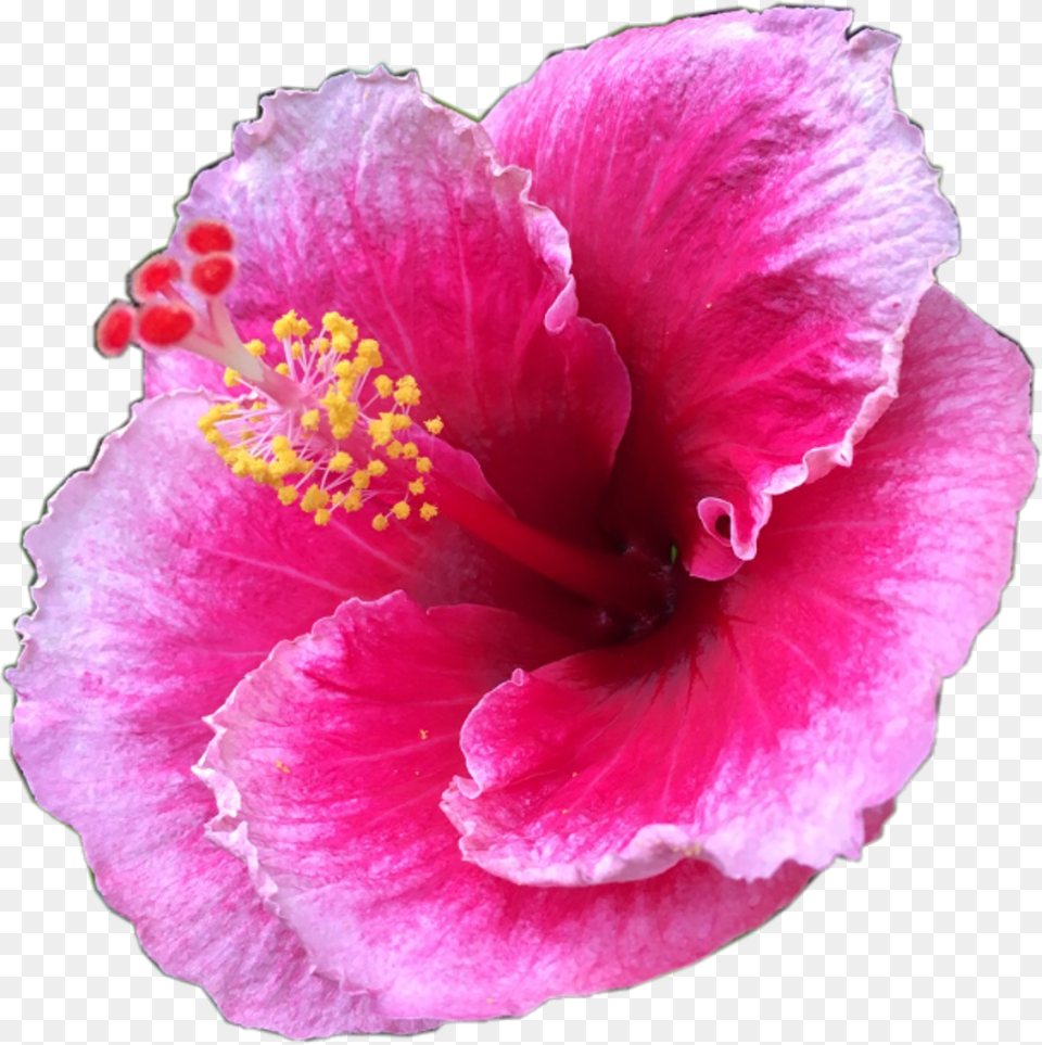 Pretty Pink Tropical Flower Tropicalflower Summer Flower, Plant, Pollen, Rose, Petal Png