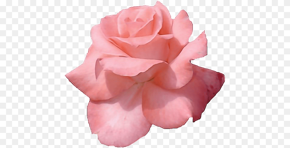 Prev Auronplays U2014 Die Rosastrasse Roses Rose Gold Flower, Petal, Plant Free Transparent Png