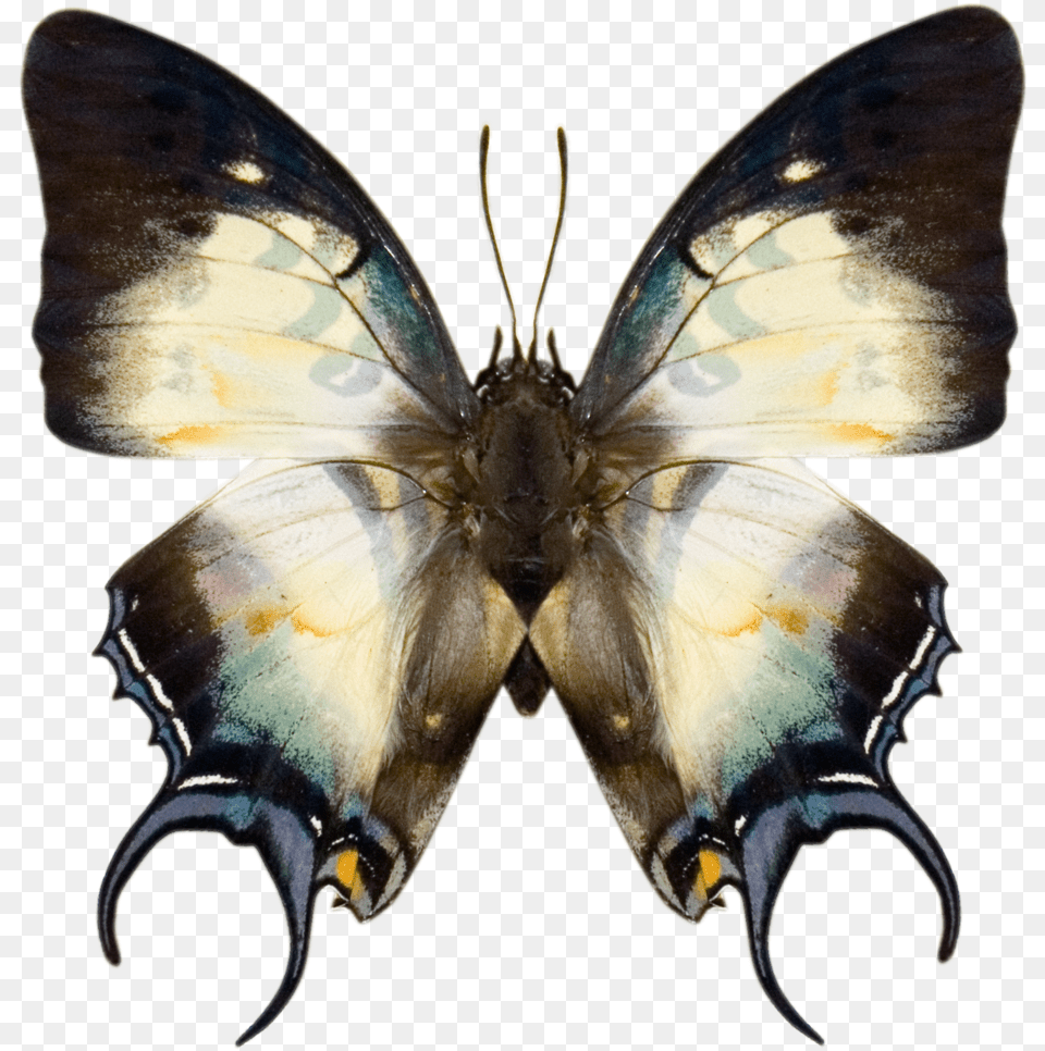 Prev Next, Animal, Insect, Invertebrate, Butterfly Free Png Download