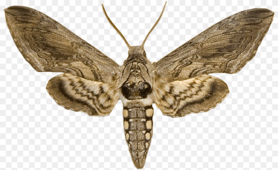 Prev Next, Animal, Insect, Invertebrate, Butterfly Png Image