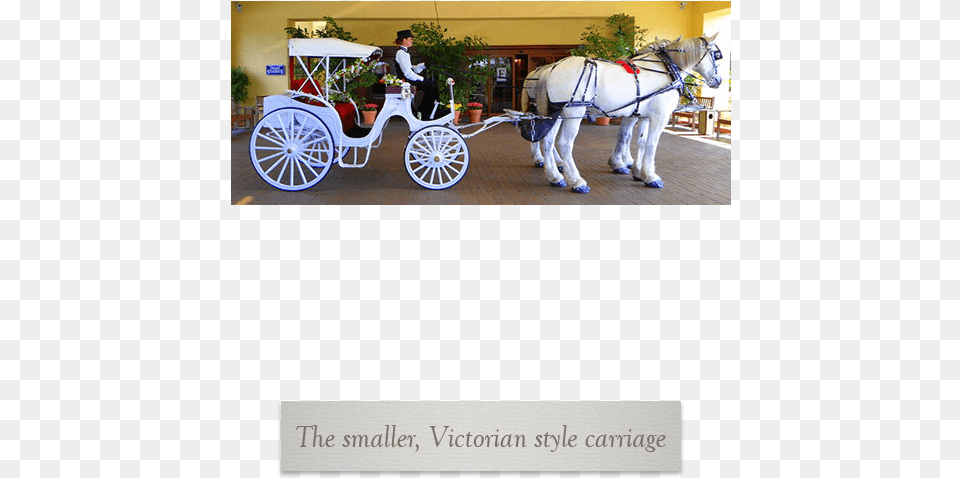 Prev Next Horse, Carriage, Person, Transportation, Vehicle Png