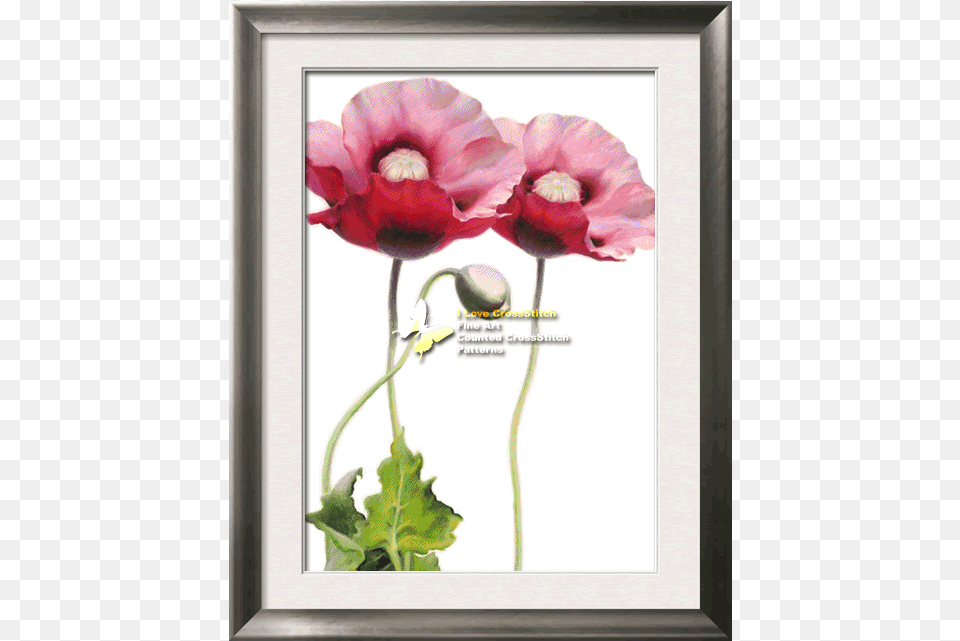 Prev Poppy, Flower, Plant Png