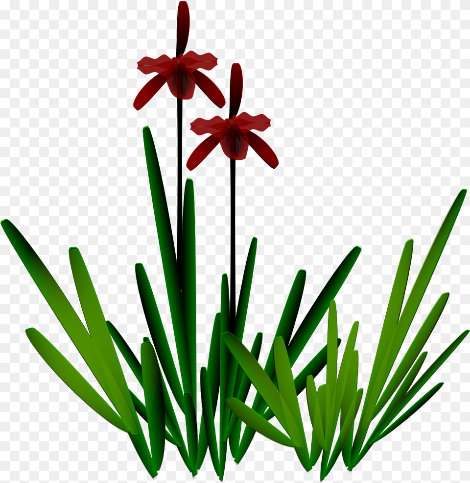 Preview, Flower, Grass, Green, Plant Free Png