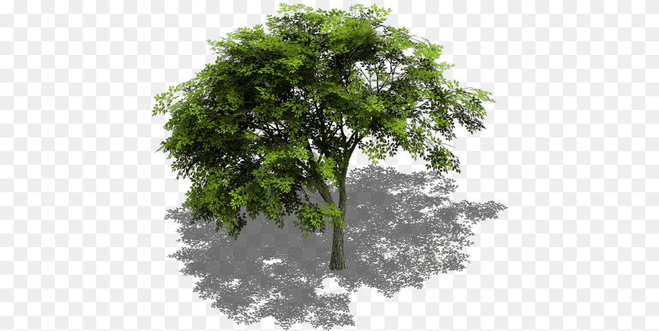 Preview Free Tree Cinema 4d Download, Oak, Plant, Sycamore, Tree Trunk Png Image