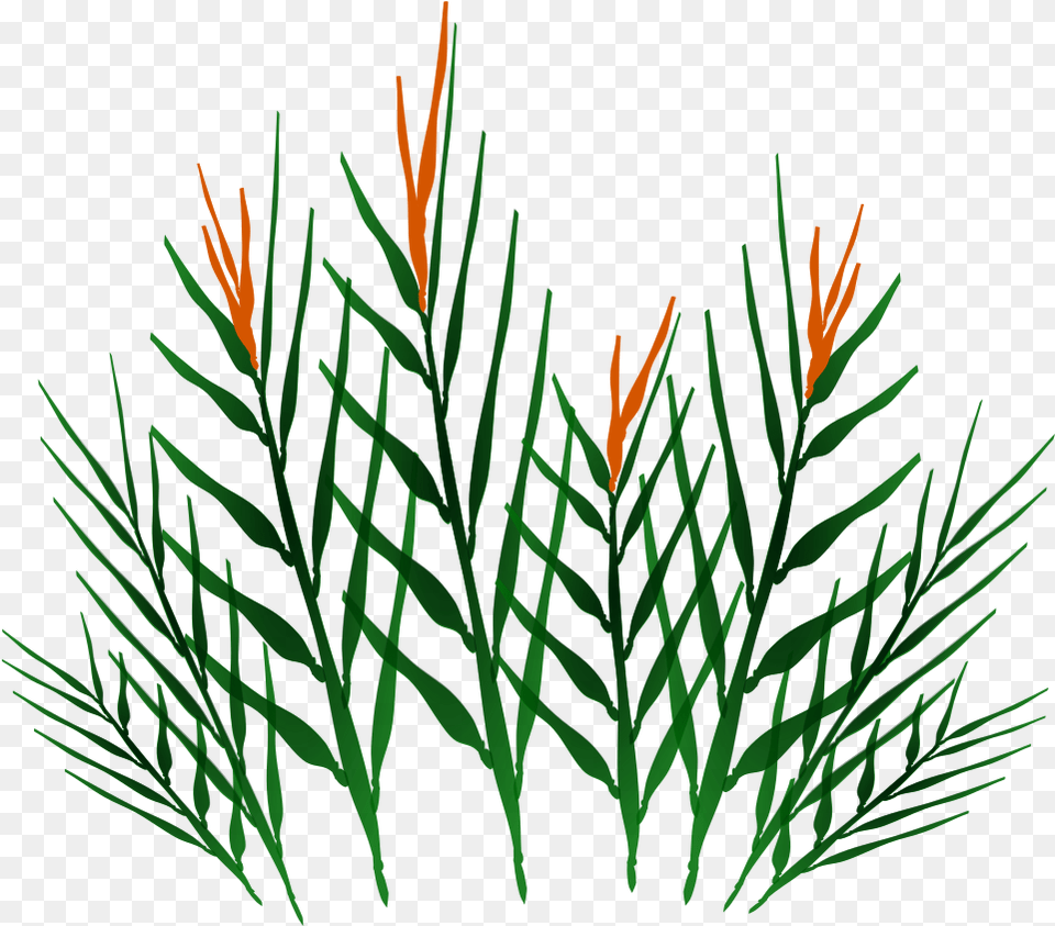 Preview Grass, Plant, Tree, Conifer, Pattern Free Png