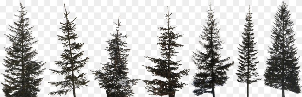 Preview High Resolution Pine Tree Free Png