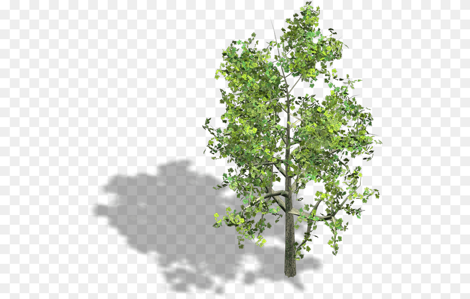 Preview Isometric 3d Tree, Oak, Plant, Sycamore, Tree Trunk Png Image