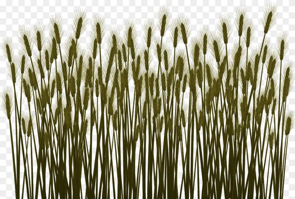 Preview Phragmites, Grass, Plant, Reed, Vegetation Png Image