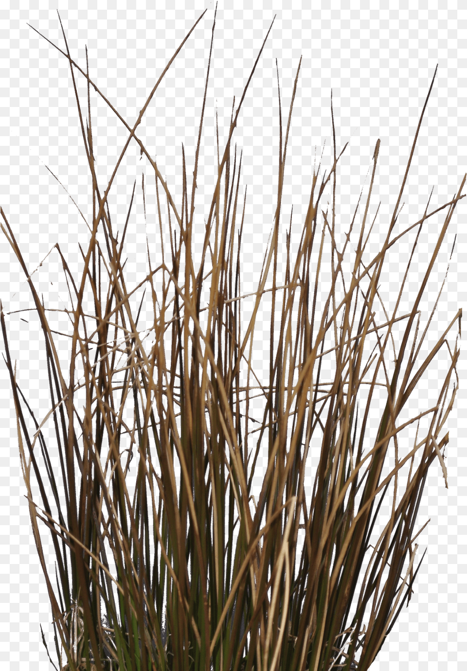 Preview Plant Stem, Grass, Reed, Agropyron, Vegetation Png