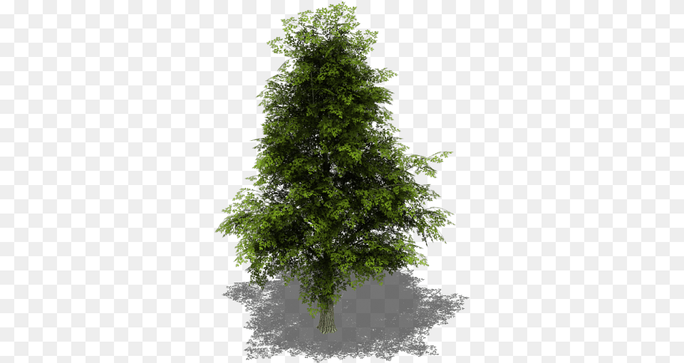 Preview Sprite Tree, Conifer, Green, Plant, Vegetation Free Png