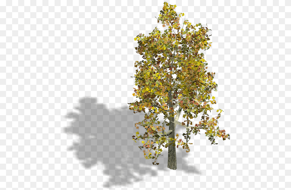 Preview Tree Axonometric, Oak, Plant, Sycamore, Tree Trunk Png Image