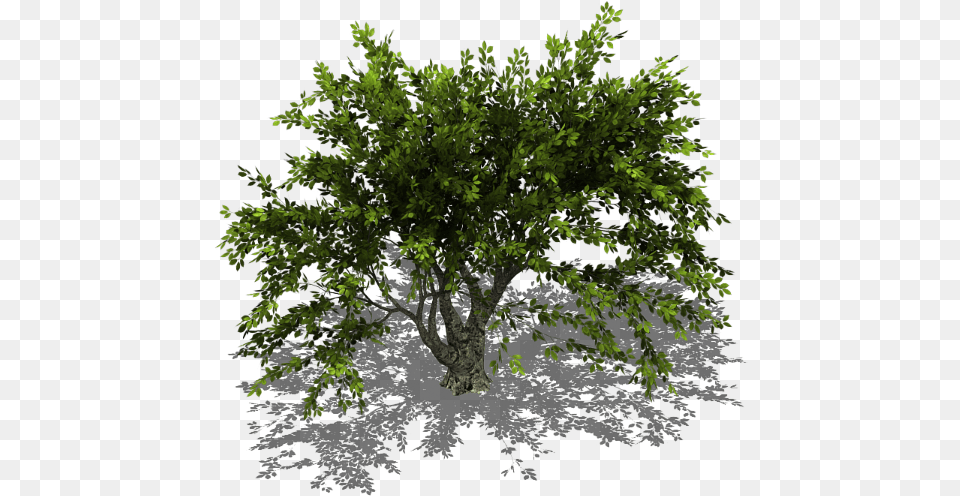 Preview Tree Isometric, Conifer, Plant, Vegetation, Green Free Png
