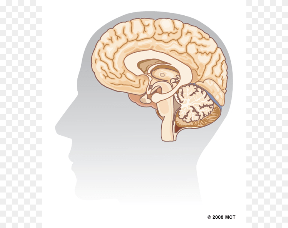 Previous Brain, Clothing, Hat, Body Part, Face Free Png Download