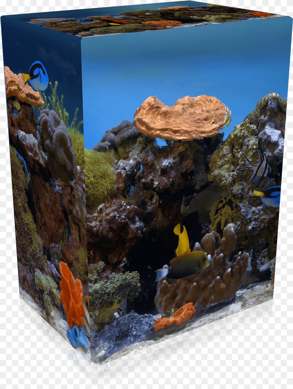 Previous Image Next Image Aquarium, Animal, Sea Life, Water, Fish Free Png Download