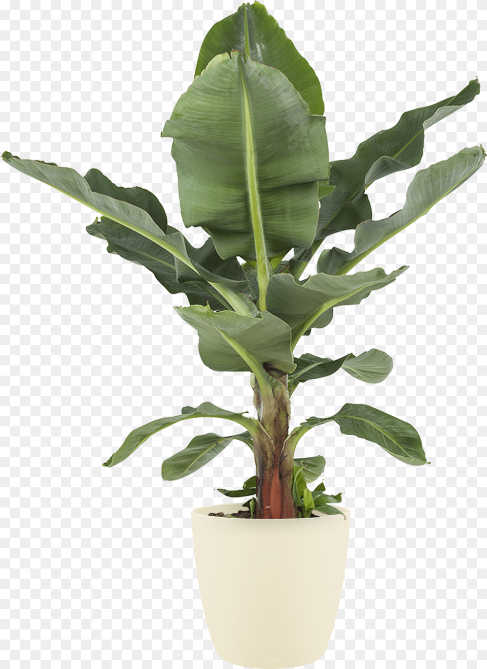 Previous Next Bananenplant Kopen, Leaf, Plant, Potted Plant, Flower Png Image