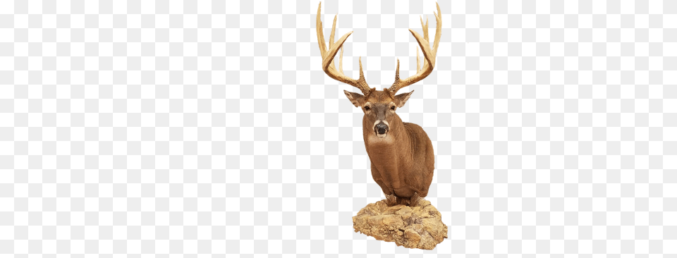 Previous Next Elk, Animal, Deer, Mammal, Wildlife Free Transparent Png