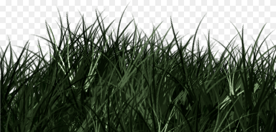 Previous Next Sweet Grass, Plant, Vegetation, Green, Lawn Free Png