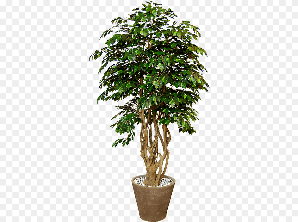 Previous Piante In Vaso, Leaf, Plant, Potted Plant, Tree Free Png Download