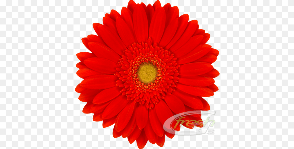 Previous Red Explosion Red And Yellow Gerbera Daisies, Daisy, Flower, Plant, Petal Free Png
