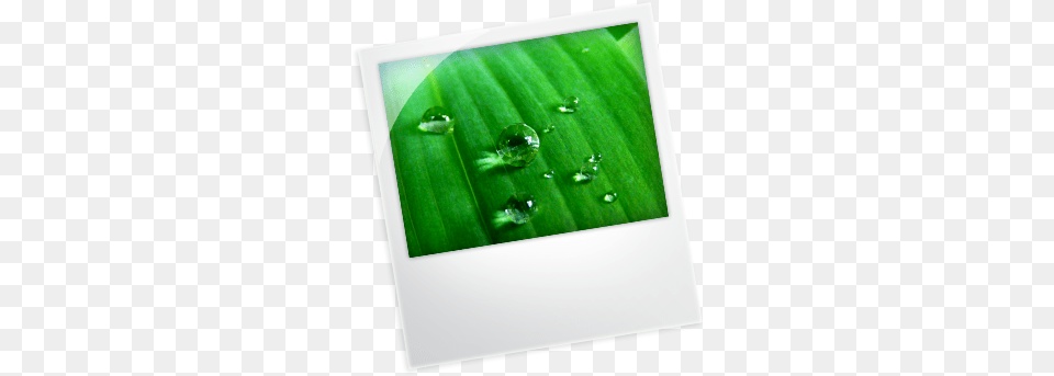 Prices 08 Feb 2013 Sabal Minor, Droplet, Leaf, Plant, Green Free Transparent Png