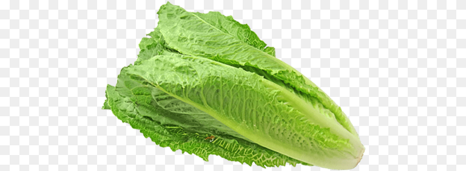 Prices For Romaine Unpredictable As Product Returns Dibujo Lechuga Sin Fondo, Food, Lettuce, Plant, Produce Png Image